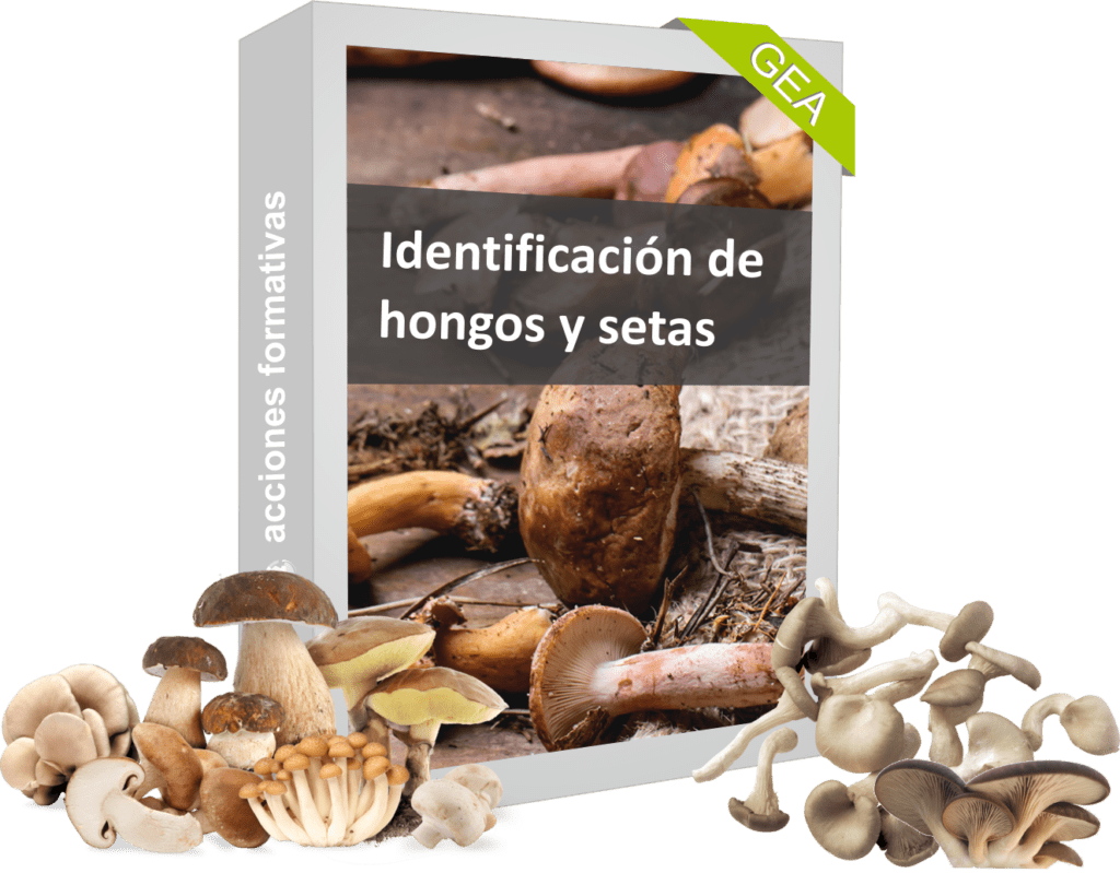 Idenficación de hongos y setas